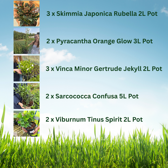 12 x Winter Flowering Border Pack