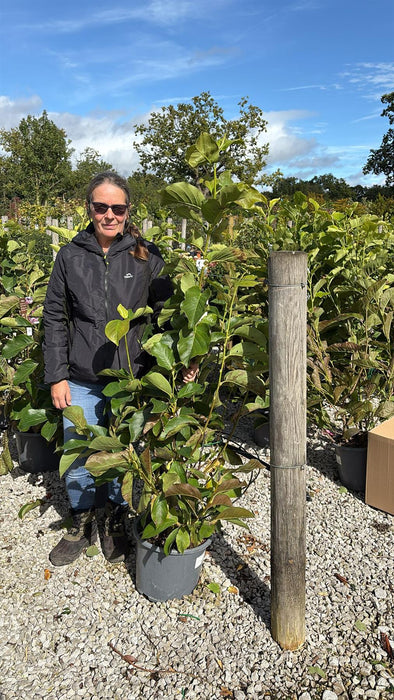 Magnolia soulangeana Andre Leroy 15 Litre Pot