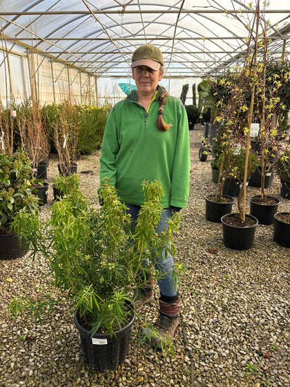 Choisya Ternata Aztec Pearl 20 Litre Pot Grown 50-60cm Tall