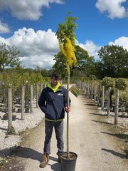 Laburnum wat. Vossii 18 Litre Pot 180cm Stem