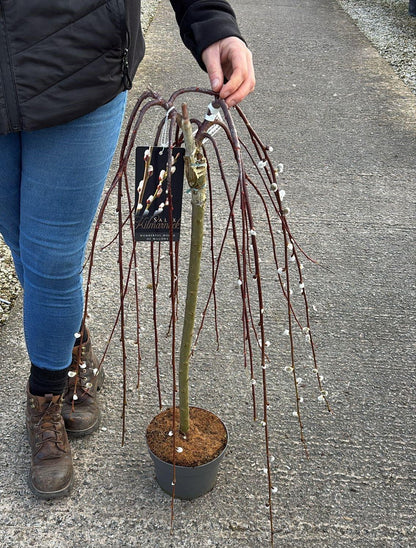 Salix Caprea Kilmarnock 3 Litre Pot 1/4 Std Stem 60cm