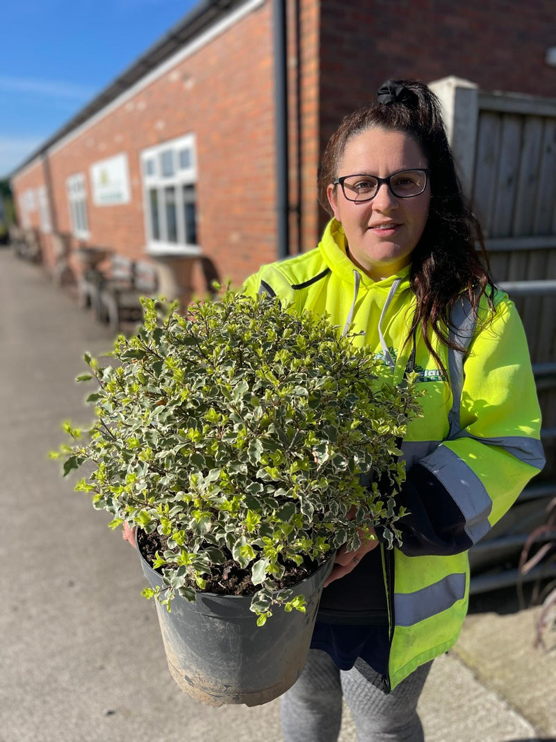 Pittosporum Tenuifolium Golf Ball 7 Litre Pot