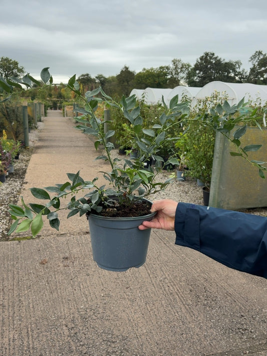 Sarcococca confusa - Sweet Box 3 litre Pot