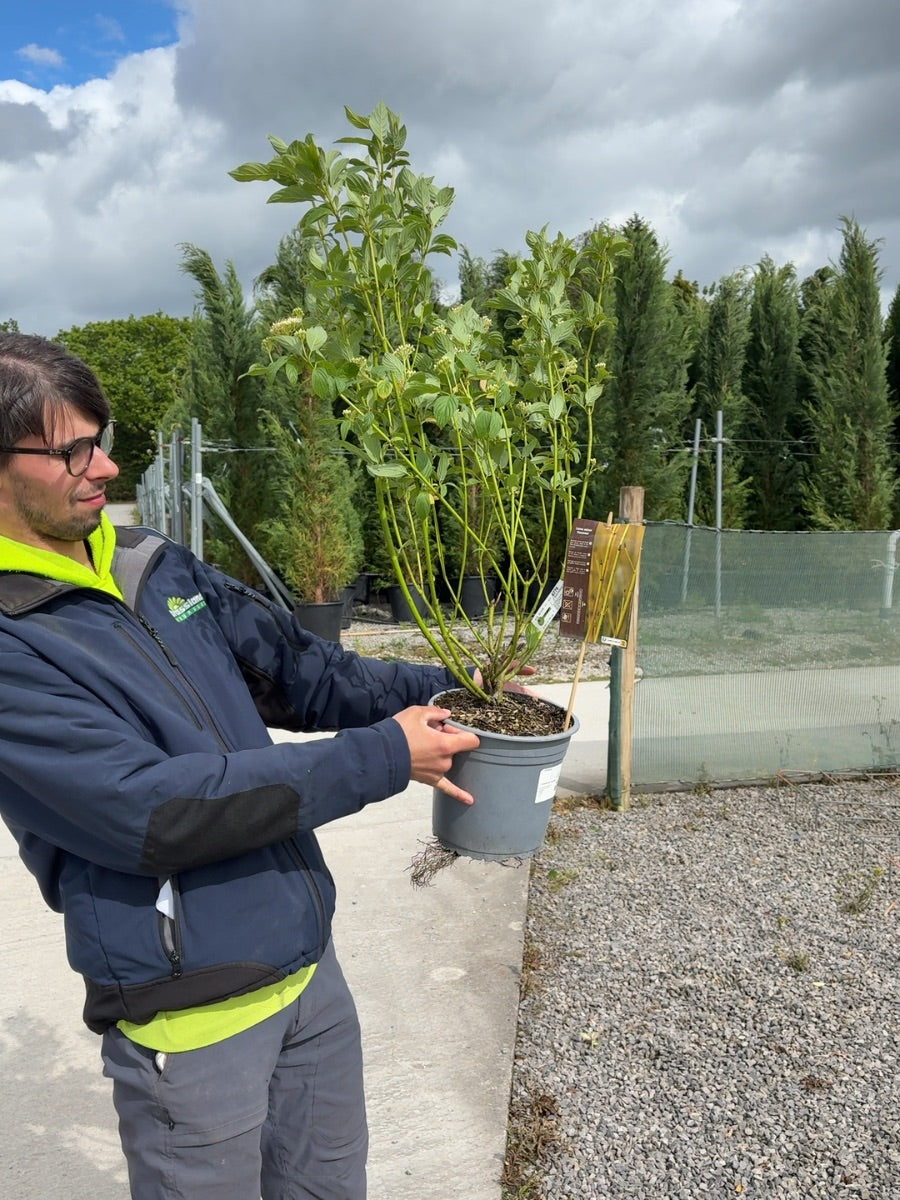 Cornus Stolonifera Flaviramea 4.5 Litre Pot