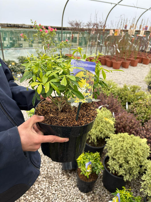 Choisya Ter. Sundance 5 Litre Pot
