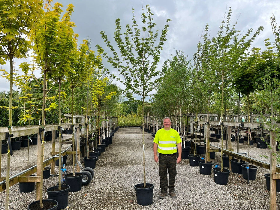 Acer campestre Elsrijk Heavy Standard 8-10cm Girth Pot Grown