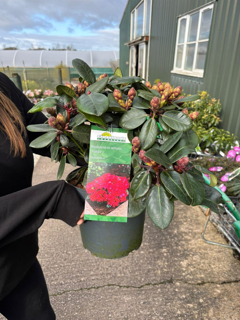 Rhododendron williams.Tromba 6 Litre Pot