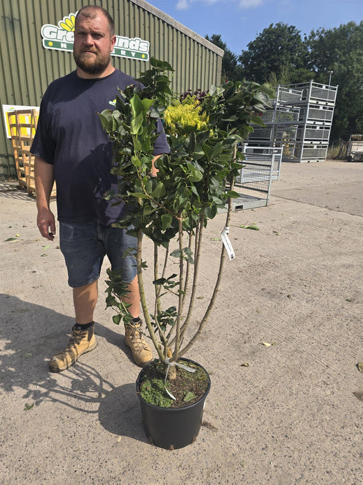 Syringa Andanken An Ludwig Spath 20 Litre Pot 125/150cm