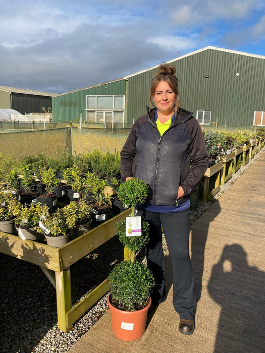 Buxus Sempervirens Trio-Ball Stack 10 Litre Pot