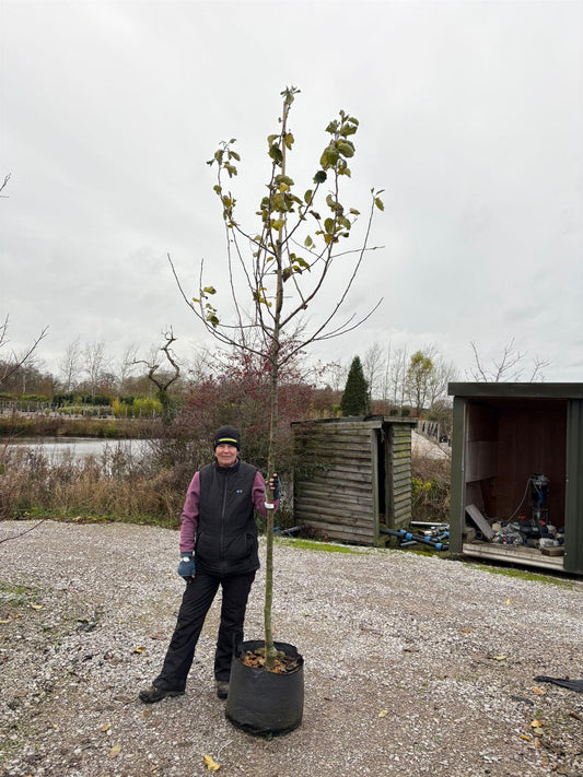 Apple Jonagold 10/12cm Girth Pot Grown Delivery From November Onwards