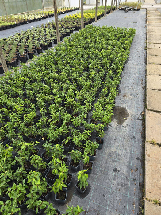 Portuguese Laurel Hedging 11 cm Pot