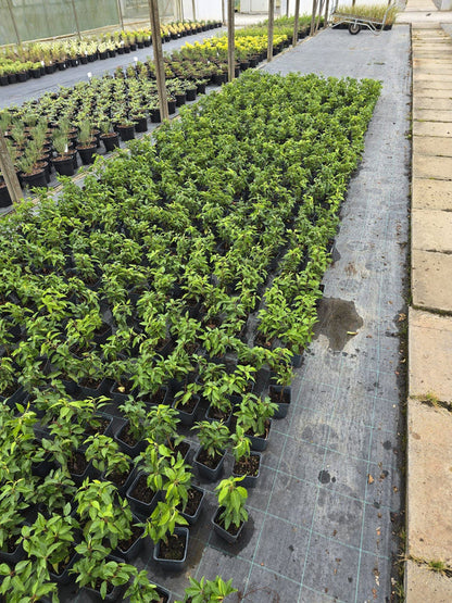 Big Deal Portuguese Laurel Hedging 1.3 Litre Pot x 100