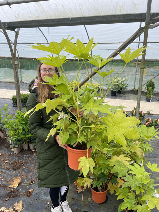 Fatsia Japonia 5 Litre Pot