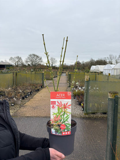 Acer Palmatum Jerre Schwartz 3 Litre Pot