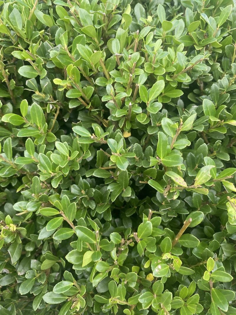 Ilex Crenata Luxus Ball 60/70cm