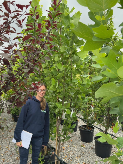 Liriodendron tulipifera Fastigiatum 15 Litre Pot