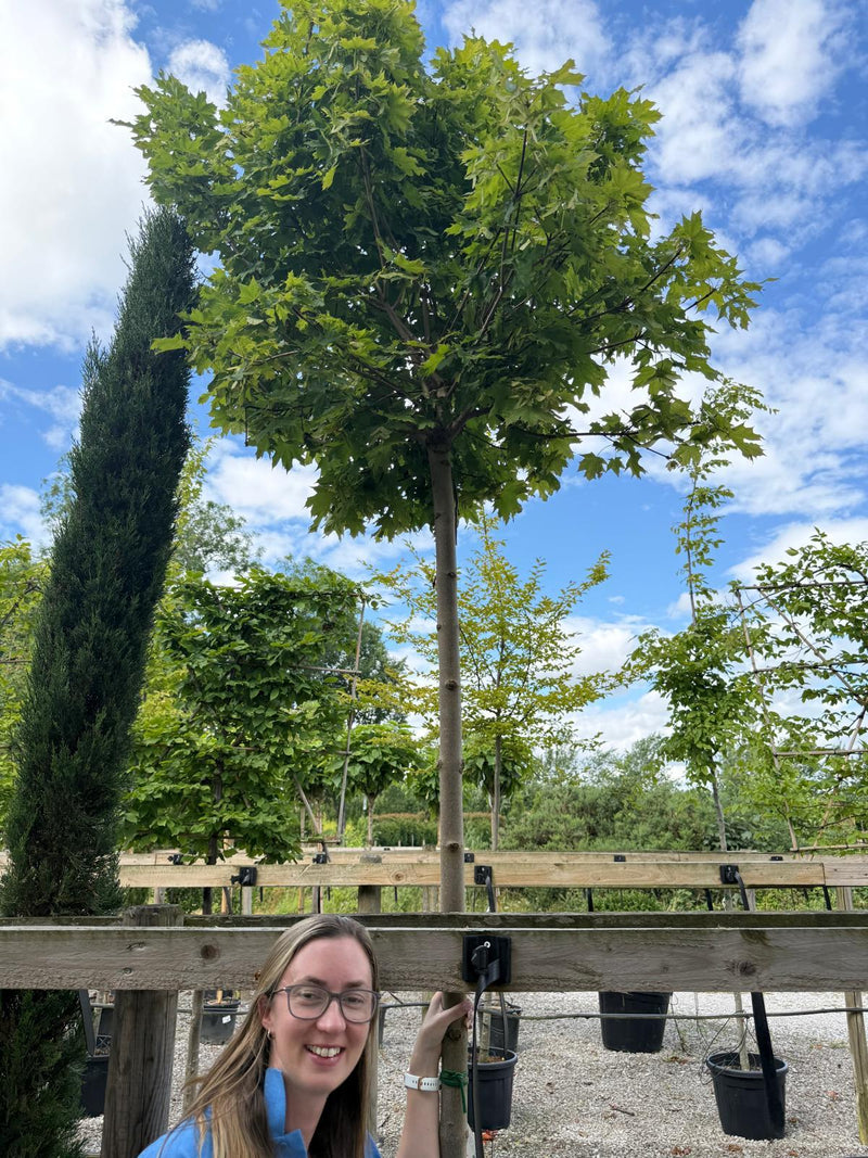 Acer Platanoides Globosum 12/14cm G 2.2m Stem Seconds
