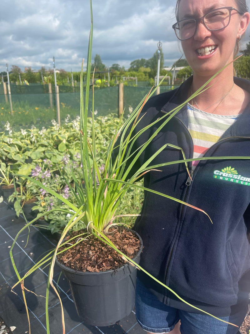 Kniphofia Royal Castle Hybrids 3 Litre Pot