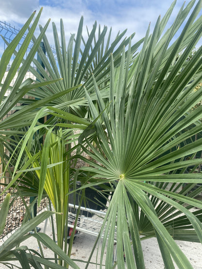 Trachycarpus Fortunei 30 Litre Pot 30 cm Trunk