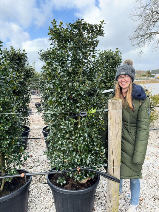 Ilex mes. Heckenfee Instant Solitaire 170-180cm 90 Litre Pot