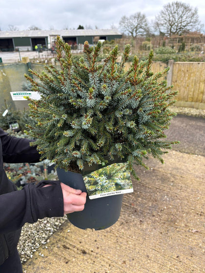 Picea Omorika Nana 7.5 Litre Pot