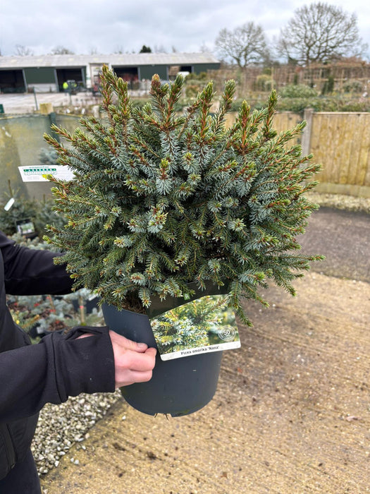 Picea Omorika Nana 7.5 Litre Pot