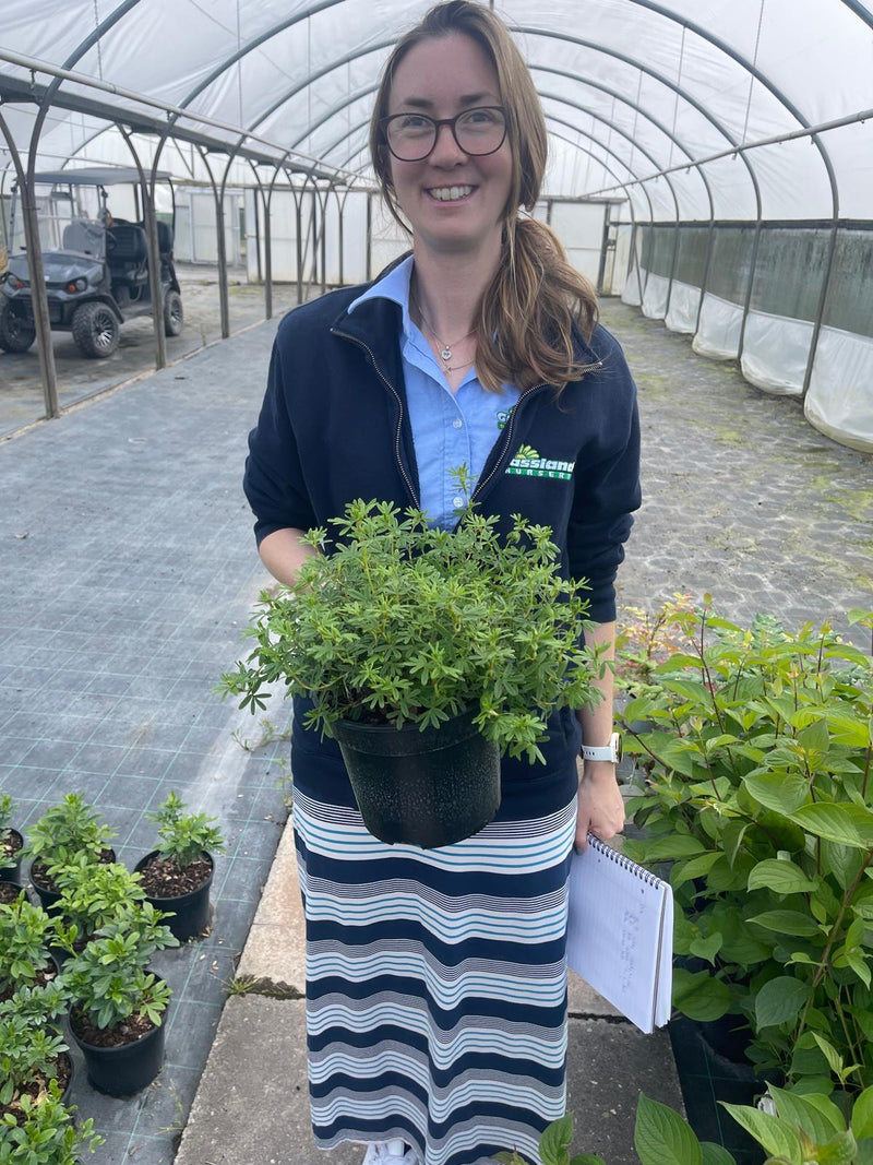 Potentilla Red Ace 3 Litre Pot
