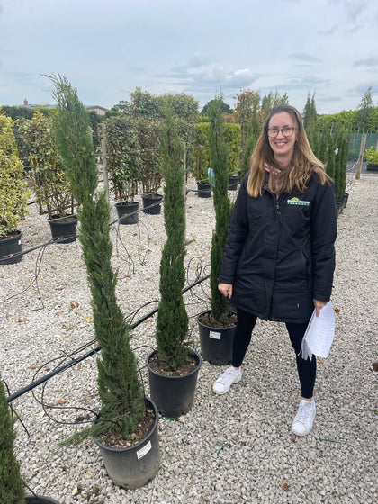 Cupressus sempervirens Totem 18 Litre Pot 150/175cm