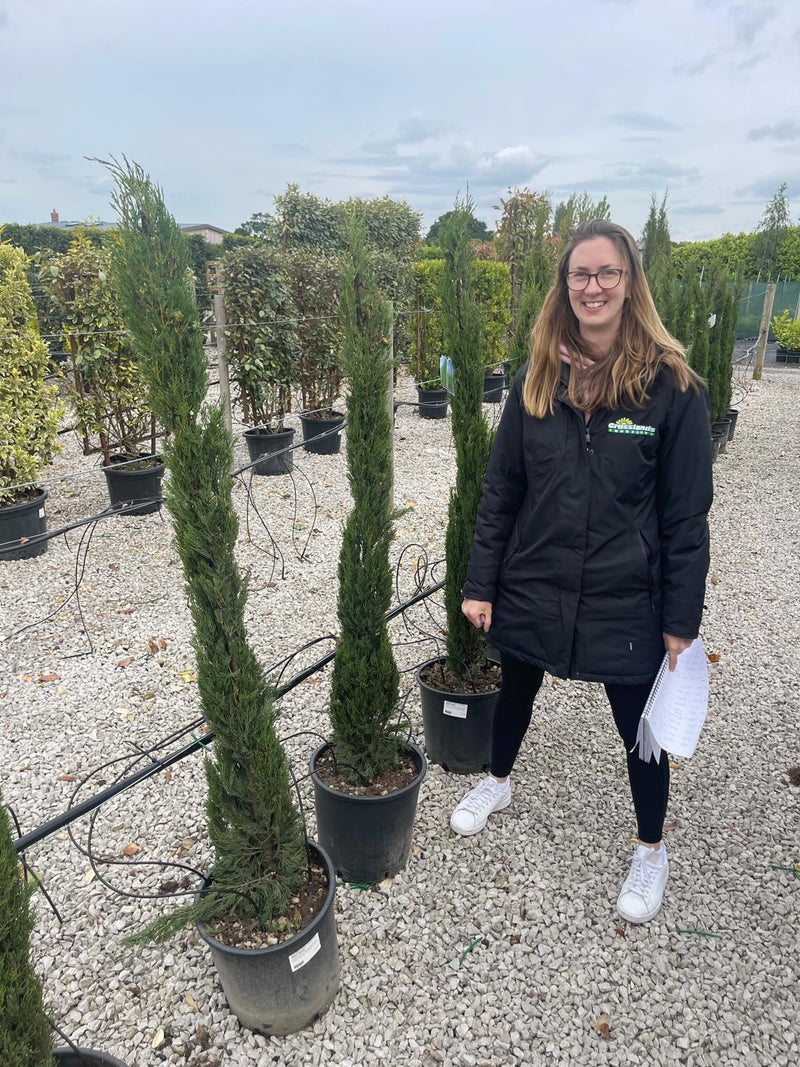 Cupressus sempervirens Totem 18 Litre Pot 150/175cm