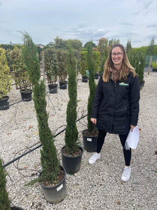 Cupressus sempervirens Totem 18 Litre Pot 150/175cm