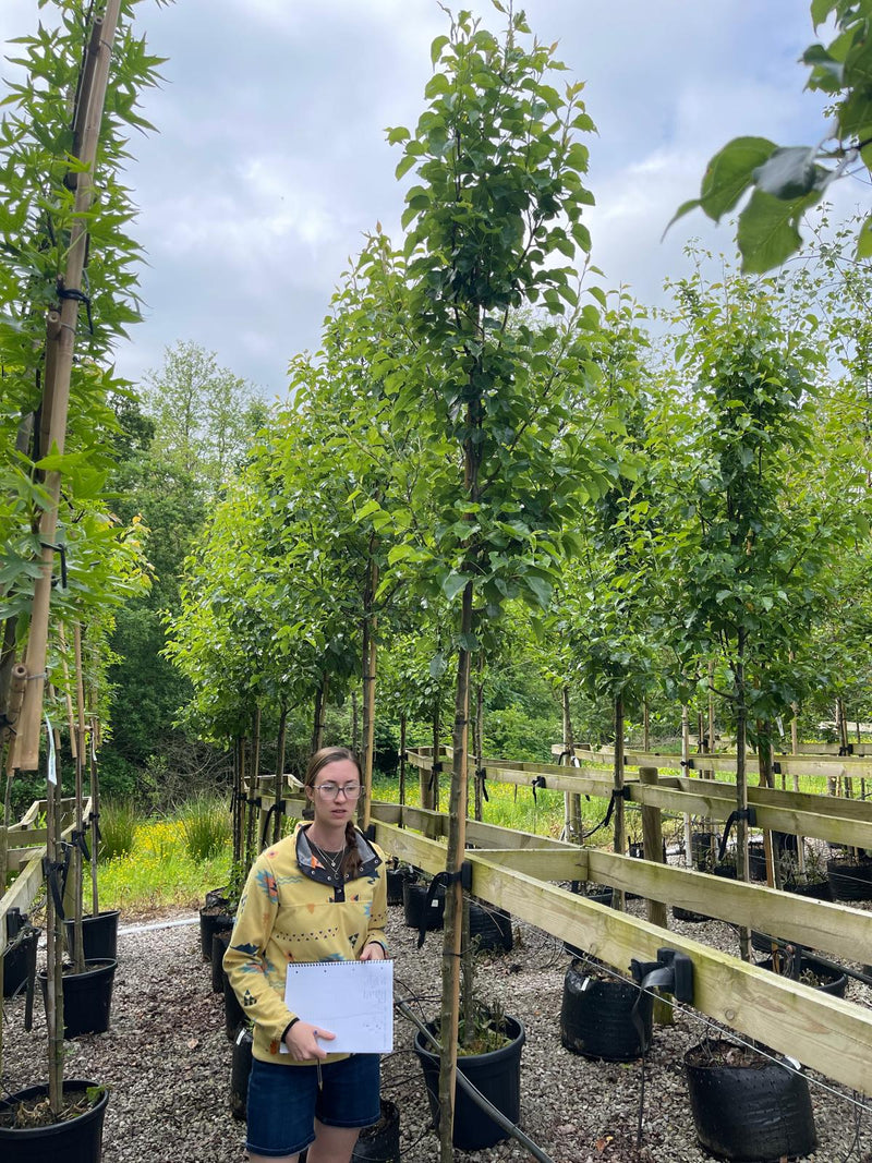 Pyrus Chanticleer Standard 6-8 Girth Pot Grown