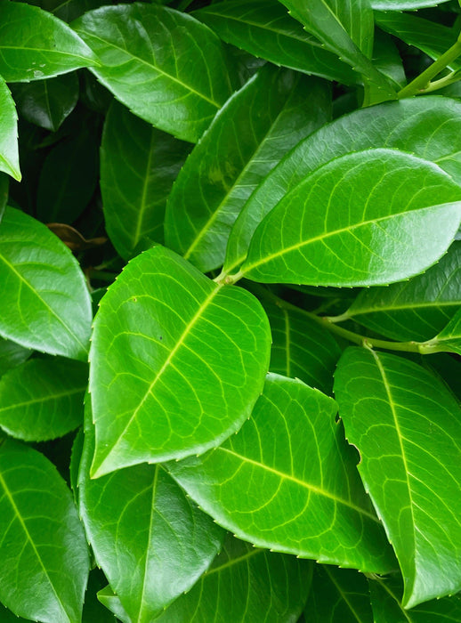 Laurel hedging Cherry Laurel 3/3.5m Super Wide Order For June