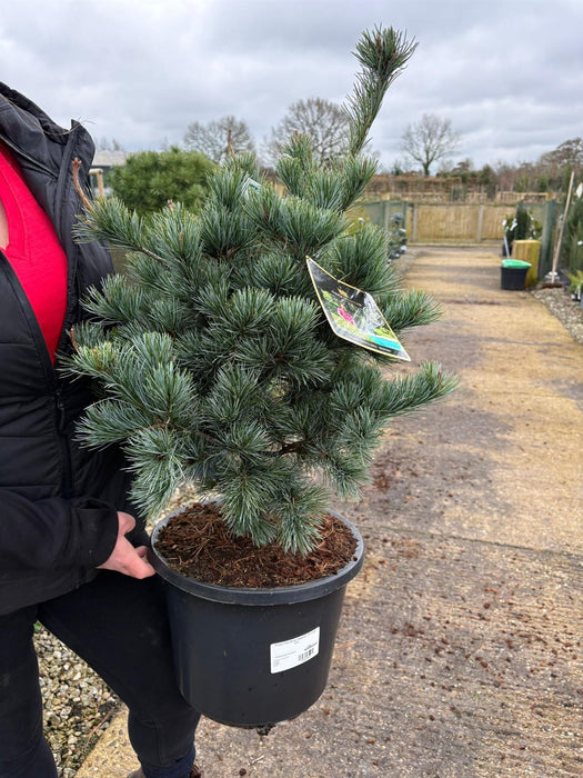 Pinus Parviflora Negishi 12 Litre Pot