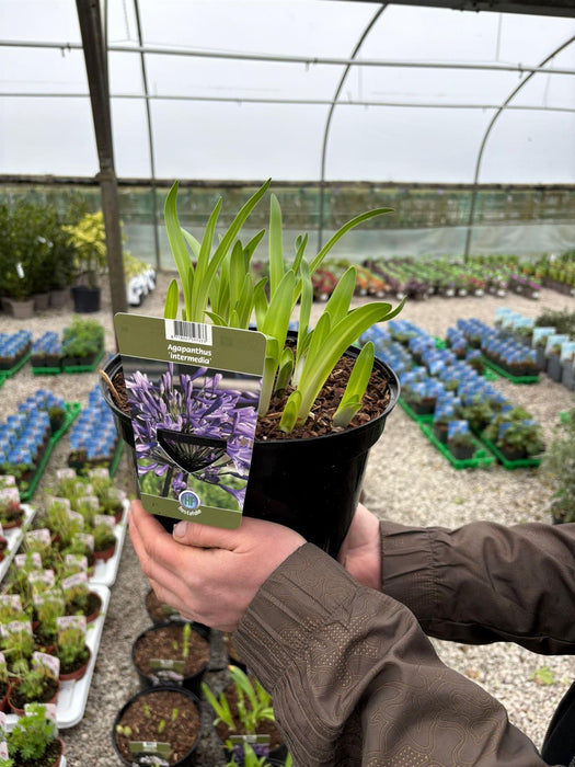 Agapanthus Intermedia 5 Litre Pot