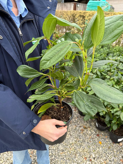 Viburnum Davidii 3 Litre Pot