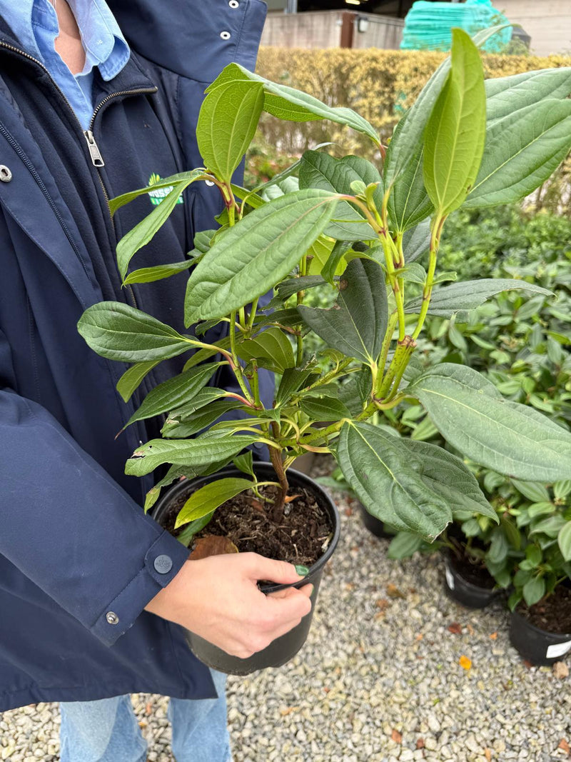 Viburnum Davidii 3 Litre Pot