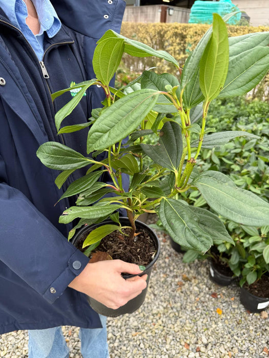 Viburnum Davidii 3 Litre Pot