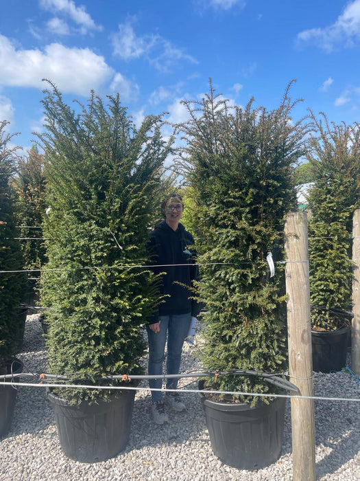 Yew Hedging Pruned Solitaire 190/200cm 90 Litre Pot