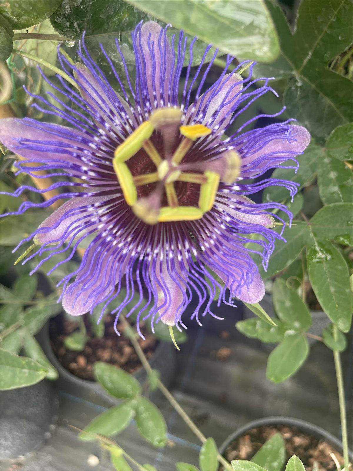 Passiflora Caerula Mixed 2 Litre Pot