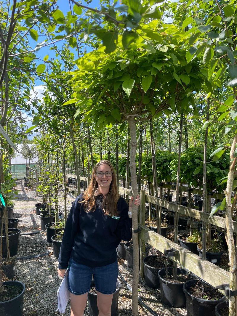 Catalpa Bignionoides Nana 25 Litre 150cm Stem