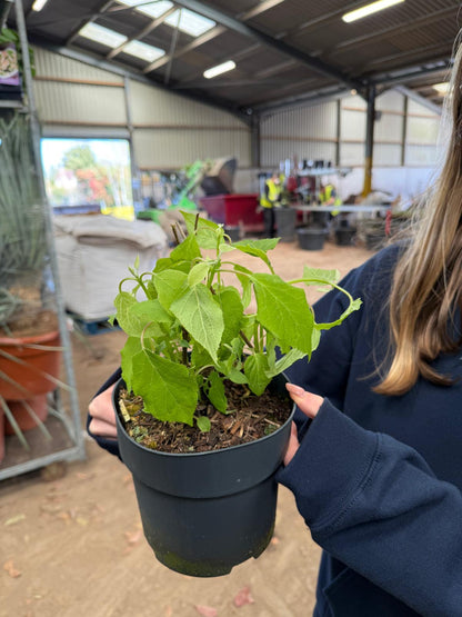 Hydrangea Annabelle 2 Litre Pot