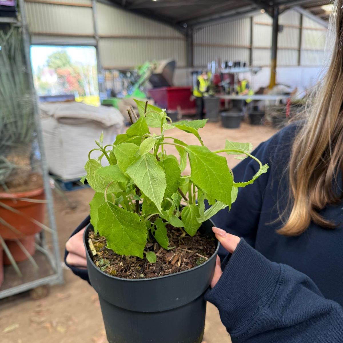 Hydrangea Annabelle 2 Litre Pot — Grasslands Nursery