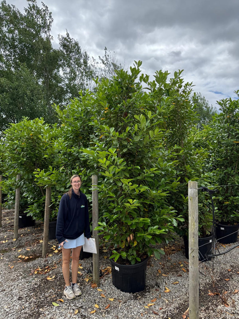 Cherry Laurel Hedging 300cm High 110 Litre Pot