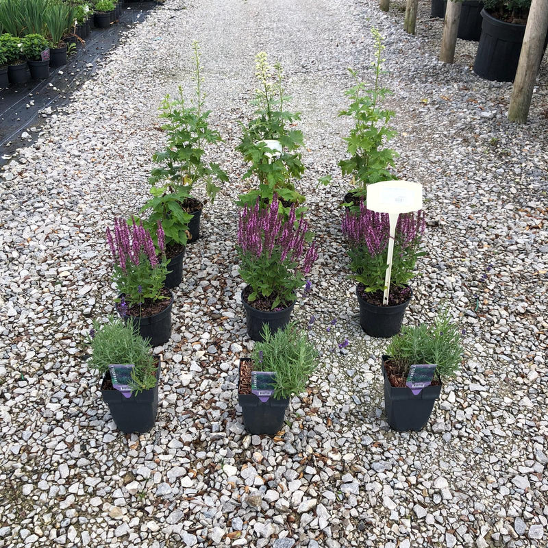12 x Perennial Plants Butterfly & Bee Border Pack 2