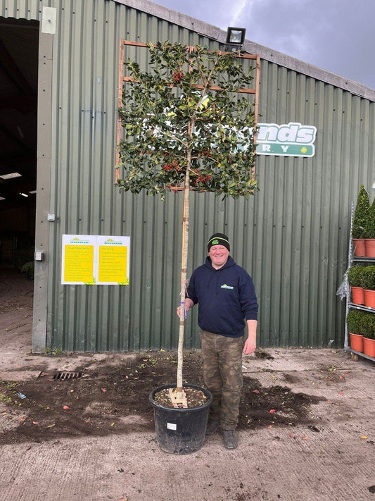 Ilex Nellie Stevens Full Standard Pleached 200 Stem 120x120 Frame