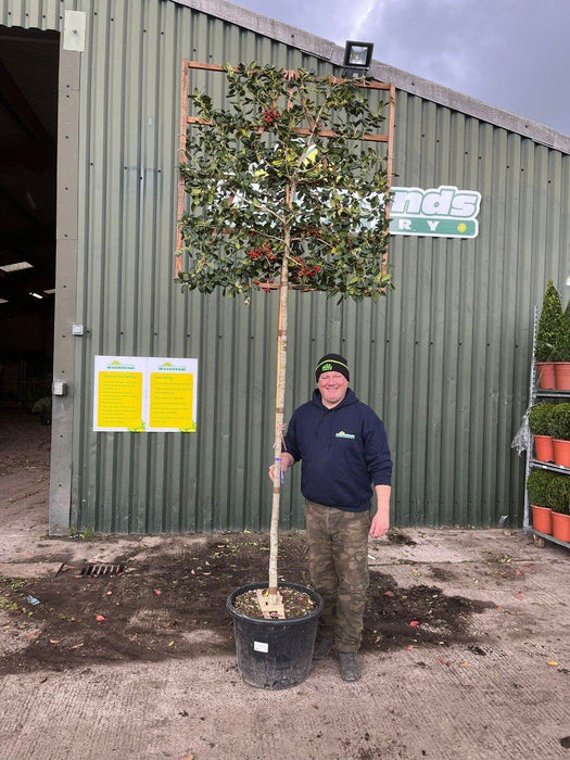 Ilex Nellie Stevens Full Standard Pleached 200 Stem 120x120 Frame