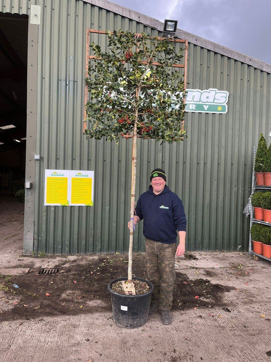 Pleached Trees for Sale in the UK | Specialist Grown & Delivered ...