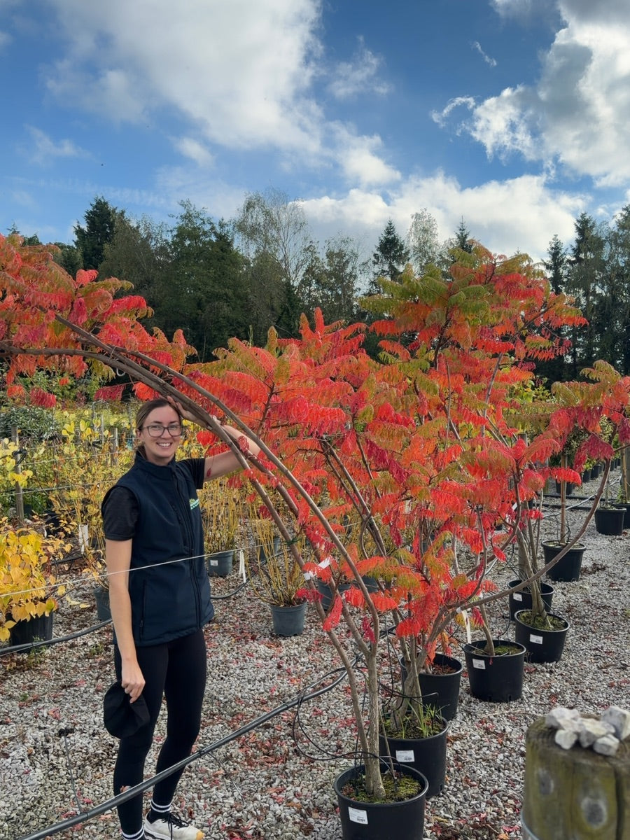 Rhus Typhinia Dissecta 20 Litre Pot 125/150cm