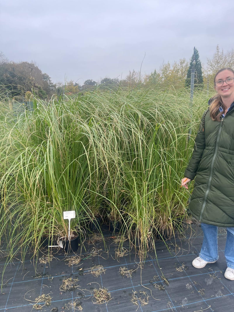 Cortaderia Rosea 3 Litre Pot