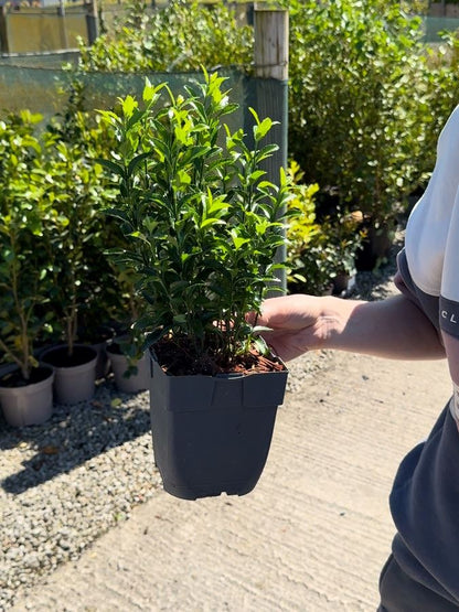 Euonymus Jap. Green Spire 13cm Pot 30cm